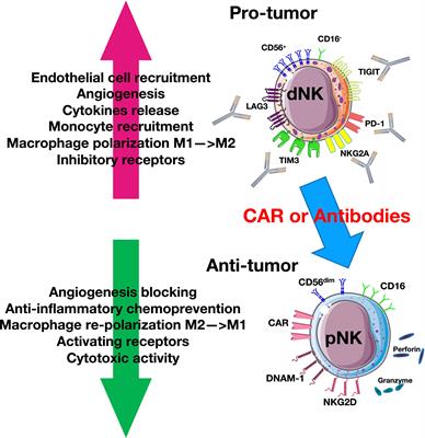 Overcoming Resistance to Checkpoint Inhibitors: Natural Killer Cells in Non-Small Cell Lung Cancer